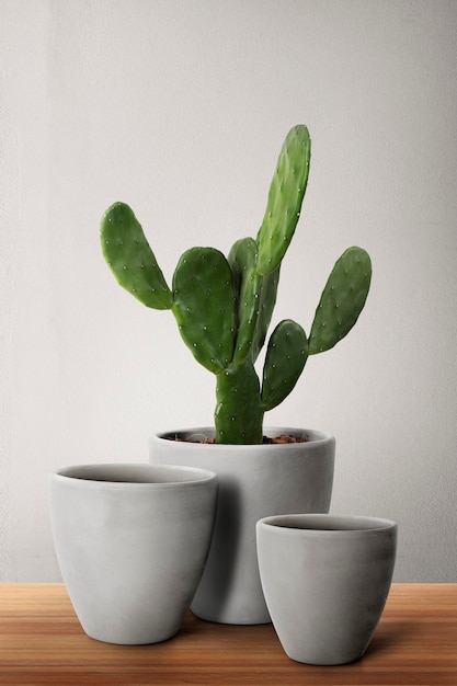 Free photo concrete plant pots with cereus cactus