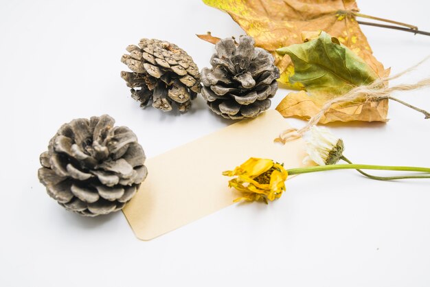 Cones with dried flowers