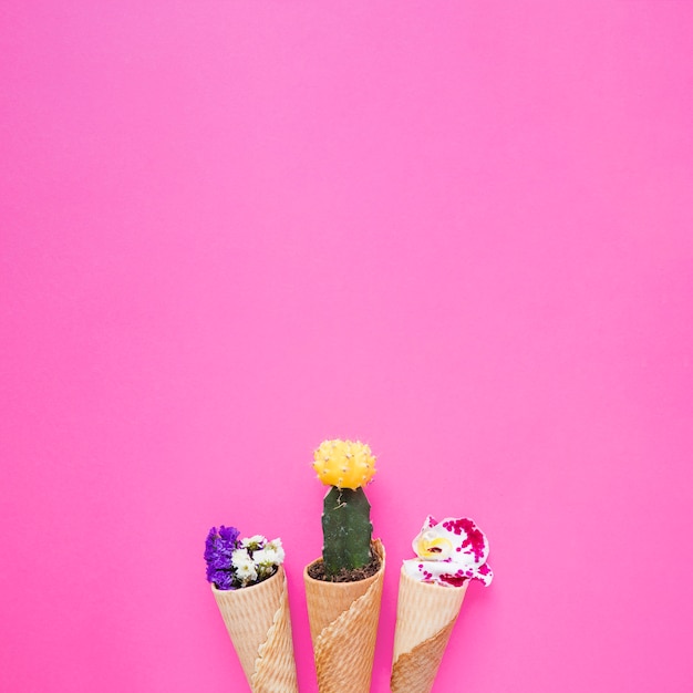 Cones with flowers and cactus