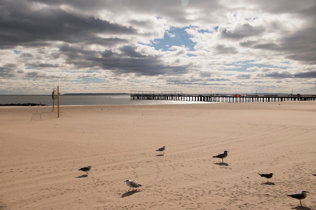 Foto gratuita spiaggia dell'isola di coney