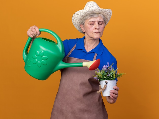 Confident elderly female gardener wearing gardening hat watering flowers in flowerpot with watering can