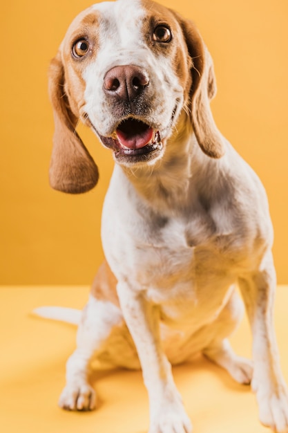 Free photo confused dog looking at photographer