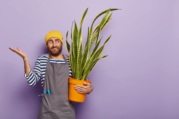 Confused young man florist grows house plant, raises palms with hesitation, thinks how to fertilize sansevieria