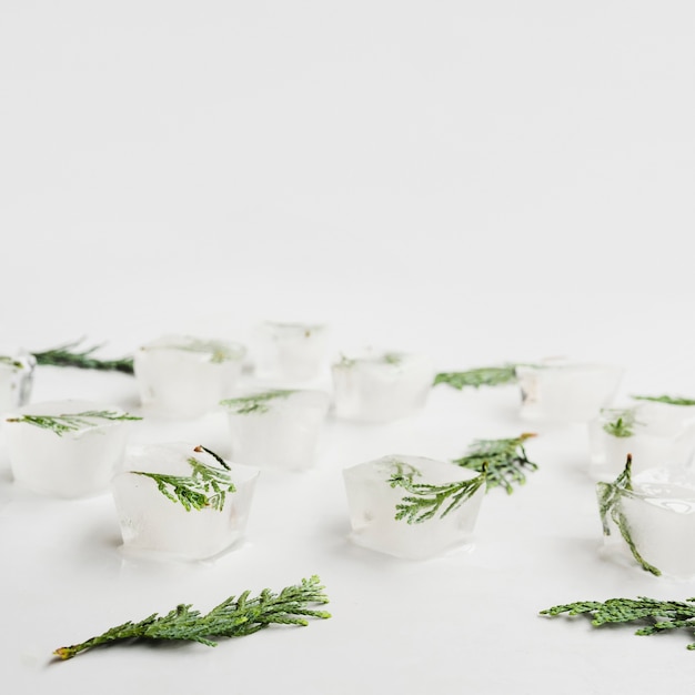 Conifer needles in ice cubes