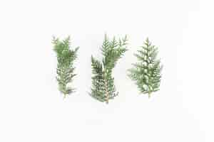 Free photo coniferous branches on light board