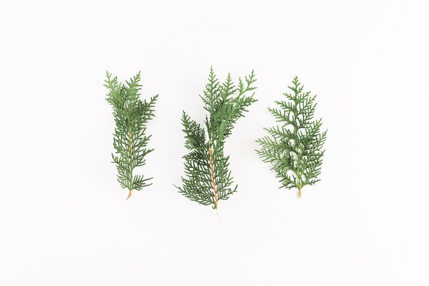 Coniferous branches on light board
