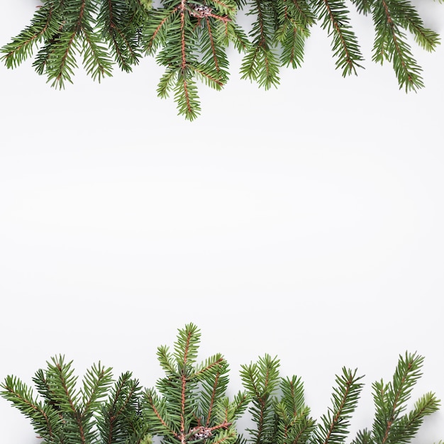 Coniferous branches on light desk