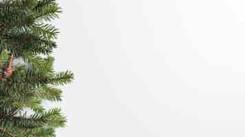 Free photo coniferous branches on light desk