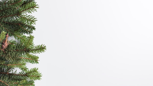 Coniferous branches on light desk