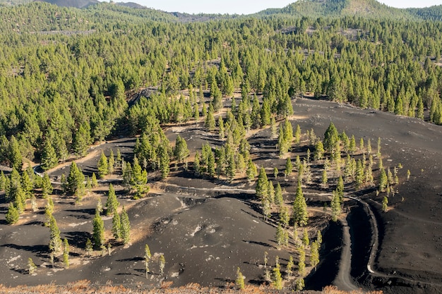 火山地帯で成長している針葉樹林