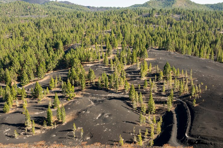 Free Photo coniferous forest growing on volcanic ground