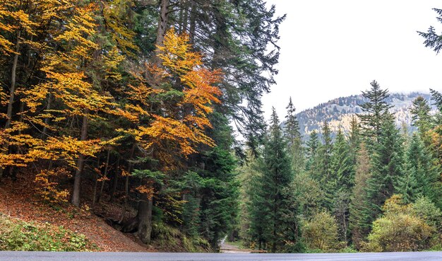 Coniferous forest in the highlands in early autumn