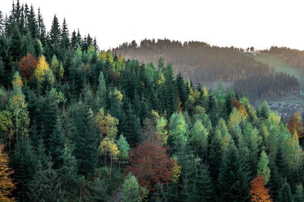 Coniferous forest in the mountains natural background