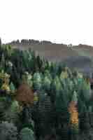 Free photo coniferous forest in the mountains natural background