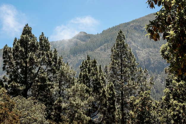 Foto gratuita foresta di conifere con montagna sullo sfondo