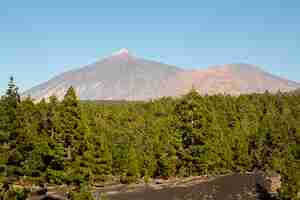 Foto gratuita foresta di conifere con sfondo di montagna