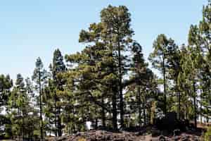 Free photo coniferous trees on a hill