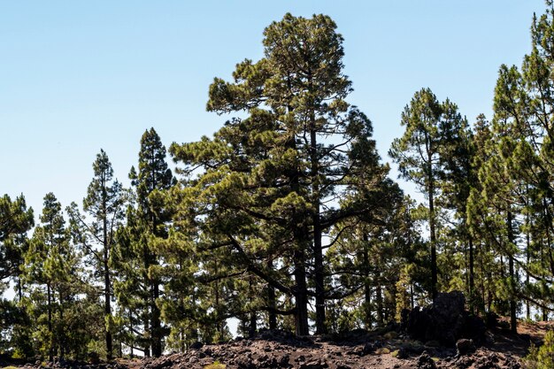 Coniferous trees on a hill