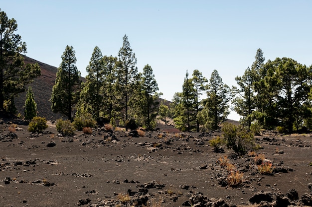 Coniferous trees 