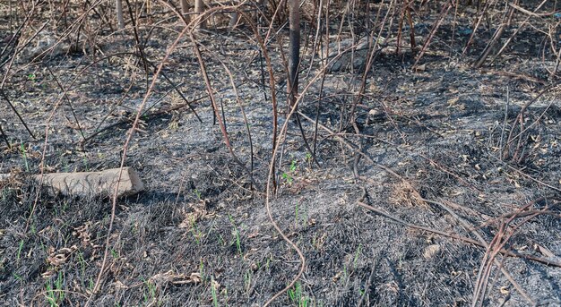 불에 탄 풀과 가지에서 나온 산불 재의 결과 어린 풀이 불에 자랍니다. 숲에서 탄 식물 에코 재해 멸종 된 산불 선택적 초점