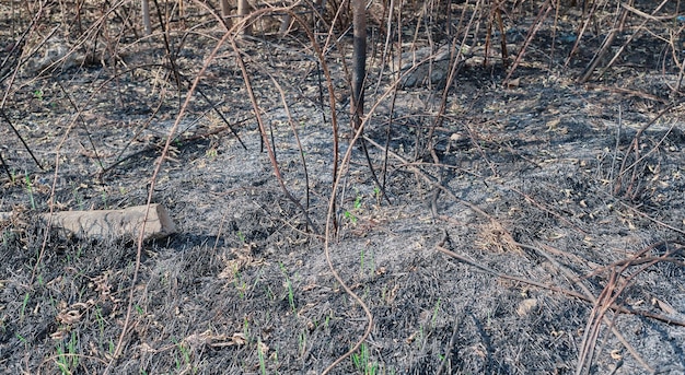 Следствие лесного пожара Пепел от сожженной травы и веток Молодая трава растет на огне Сгоревшие растения в лесу Экокатастрофа Потухший лесной пожар Избирательный очаг