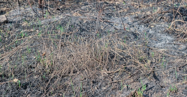 Consequences of a forest fire Burnt plants in the forest ecological disaster An extinct forest fire selective focus