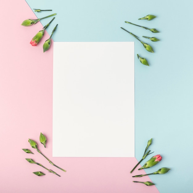 Contrasted background with empty white paper and carnation flowers