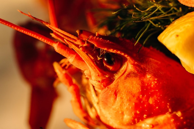 Free photo cooked red crawfish in closeup prepared lobster in closeup