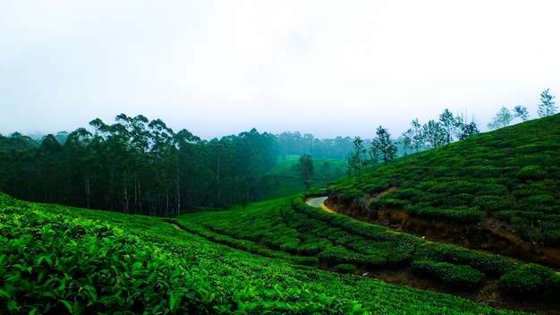 시원한 커피 인도 차 잎 숲