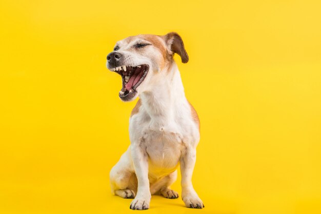 口を開けてクールな犬の悲鳴 プレミアム写真
