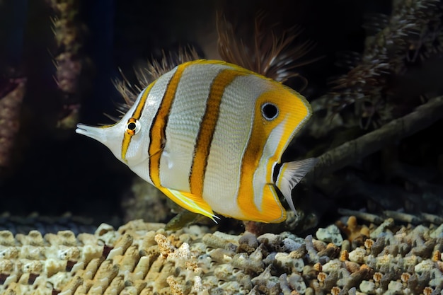 Меднополосая рыба-бабочка Chelmon rostratus Морская рыба Красивая рыба на морском дне и коралловых рифах