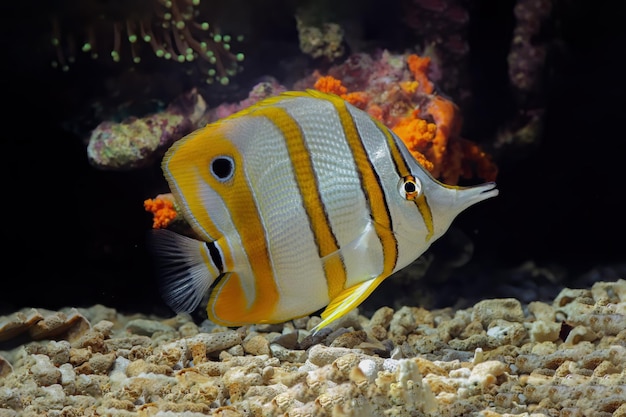 Copperband butterflyfish Chelmon rostratus Marine fish Beautiful fish on the seabed and coral reefs