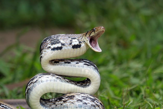 공격할 준비가 된 구리머리 장신구 뱀