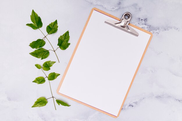 Copy space clipboard with common ash leaves