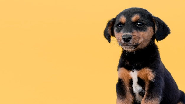 Копия пространство милая собака на желтом фоне