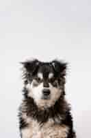 Foto gratuita cane copia-spazio su sfondo bianco