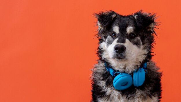 Copy-space dog with headphones on neck