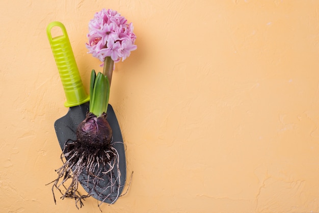 Free photo copy-space hyacinth root on table