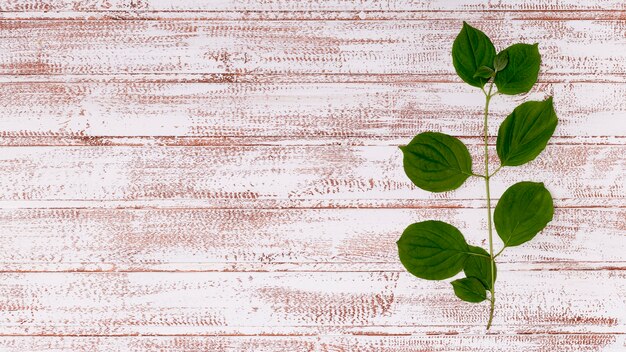 Copy space leaves on wooden background