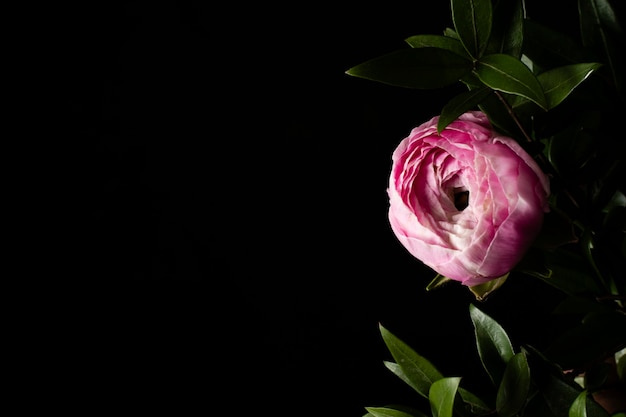 Free photo copy-space pink rose