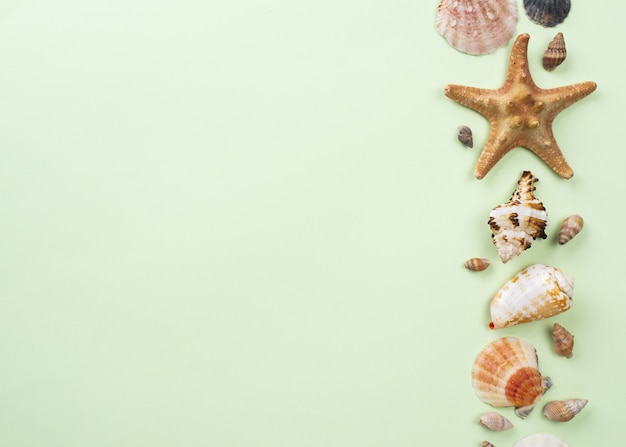 Copy-space starfish and shells aligned