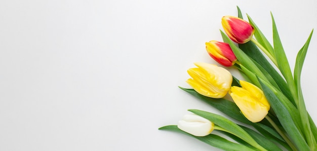 Free photo copy space tulips flowers