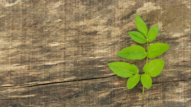 Copy space wooden background with leaves