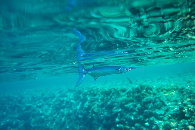 サンゴ魚