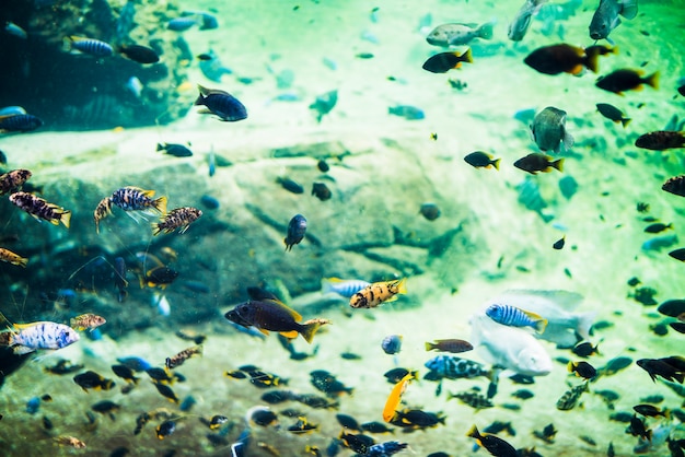 Coral fishes underwater scene