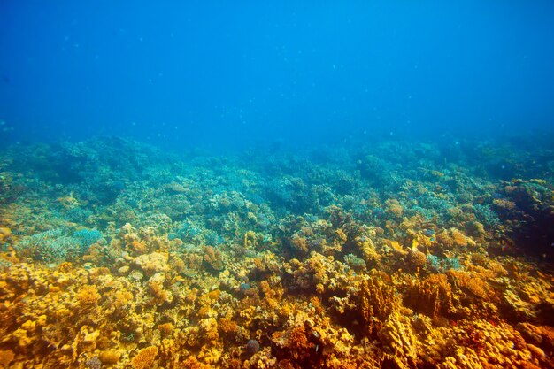 coral reef area