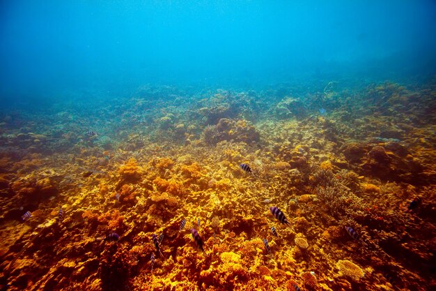 coral reef area