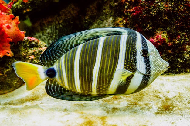 아름답고 선명한 색상의 산호초 물고기