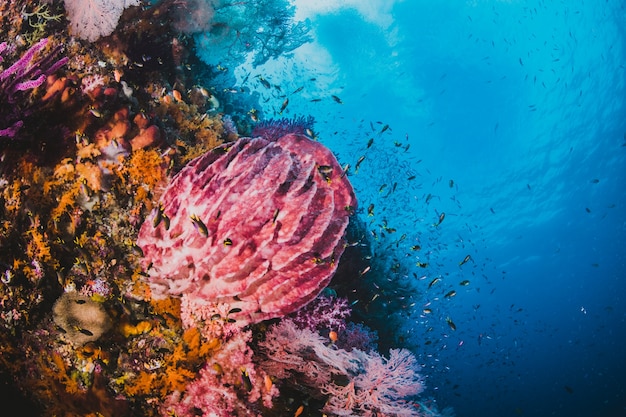 Коралловый риф с рыбами с прозрачной голубой водой на спине