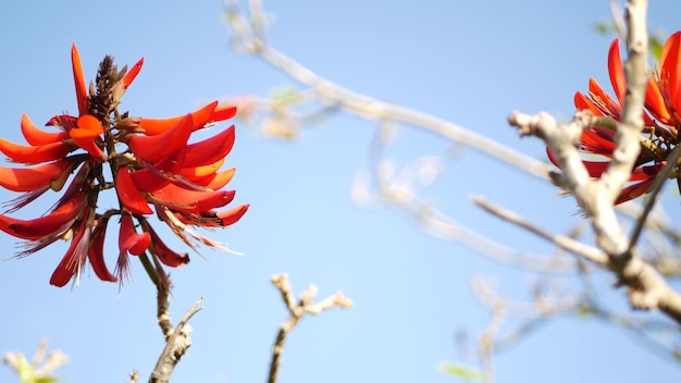 アメリカカリフォルニア州の庭にある珊瑚の木の赤い花 エリスリナの炎の木の春の花 ロマンチックな植物の雰囲気 繊細なエキゾチックな熱帯の花 春の華やかな色 ソフトなぼかしの鮮度 プレミアム写真